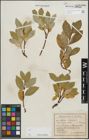 Foto von Salix hastata L.
